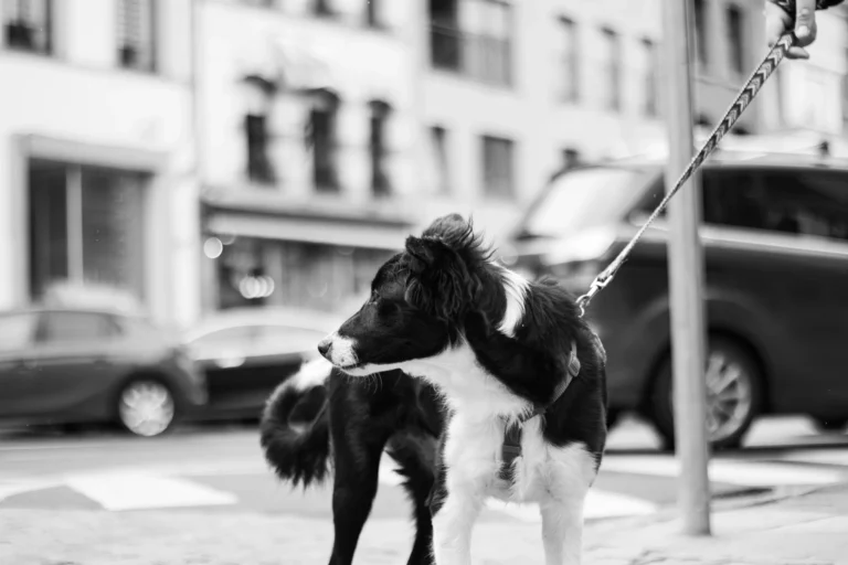 Regard Observateur