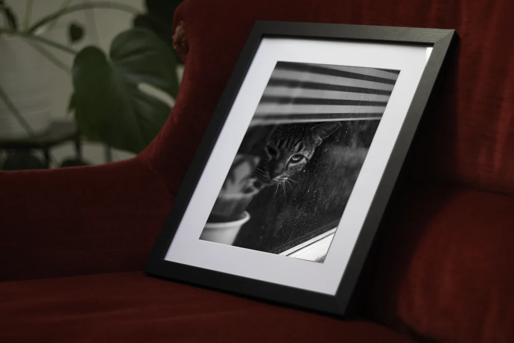 L’œil curieux – Image 2