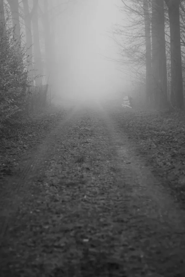 Allée forestière