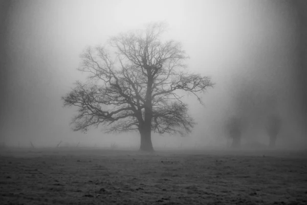 Végétal insociable #1