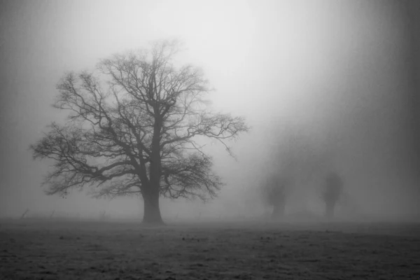 Végétal insociable #2