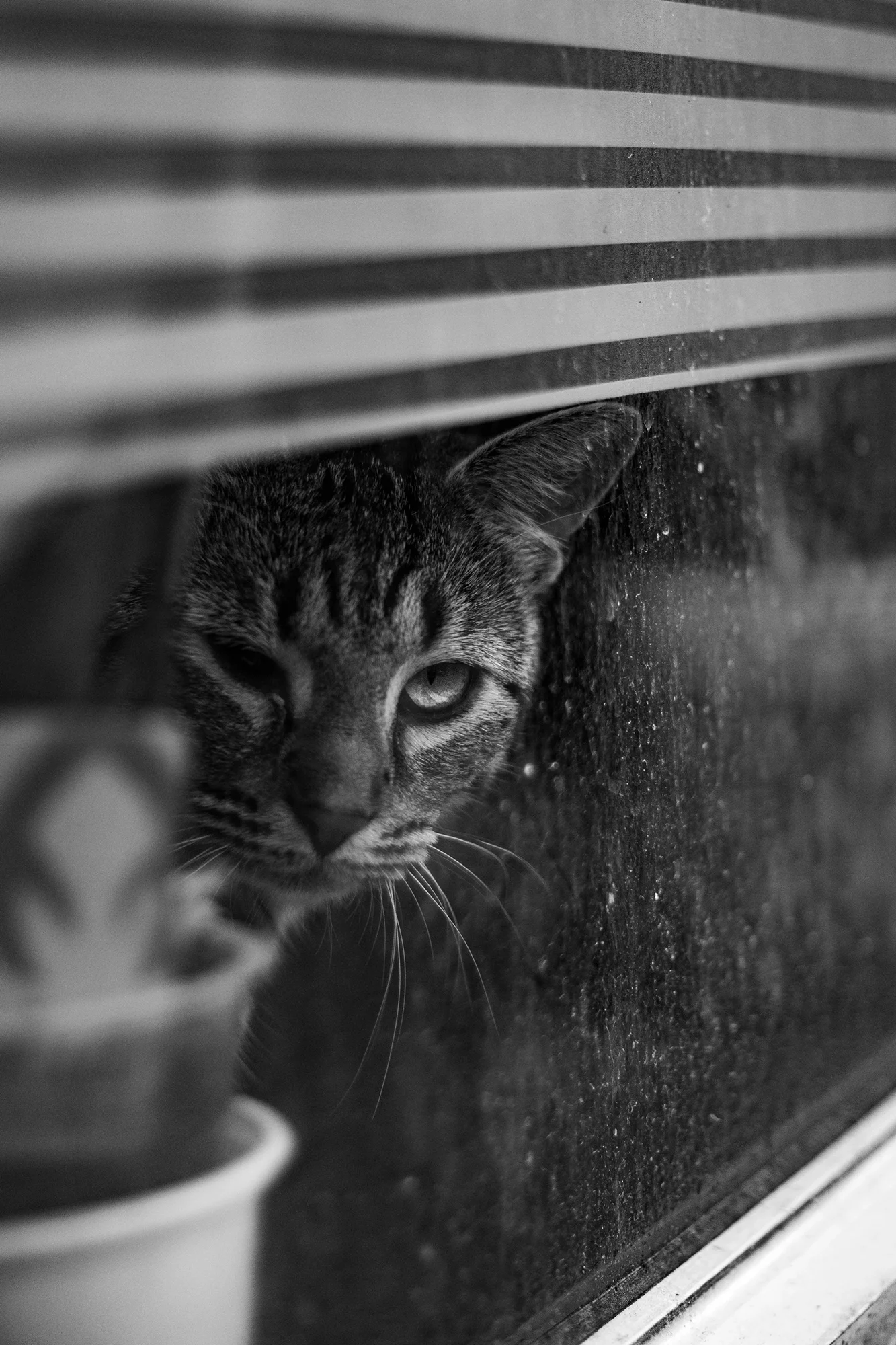 Chat au regard perçant - Iseox Studio